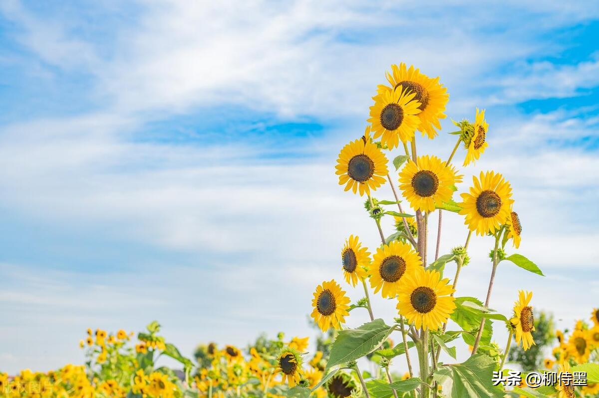 怎样用手机拍出向日葵好看的照片,向日葵怎样拍好看