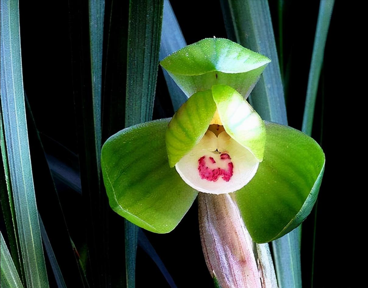 荷瓣春兰多少钱一苗,春兰荷瓣叶形草图及价格