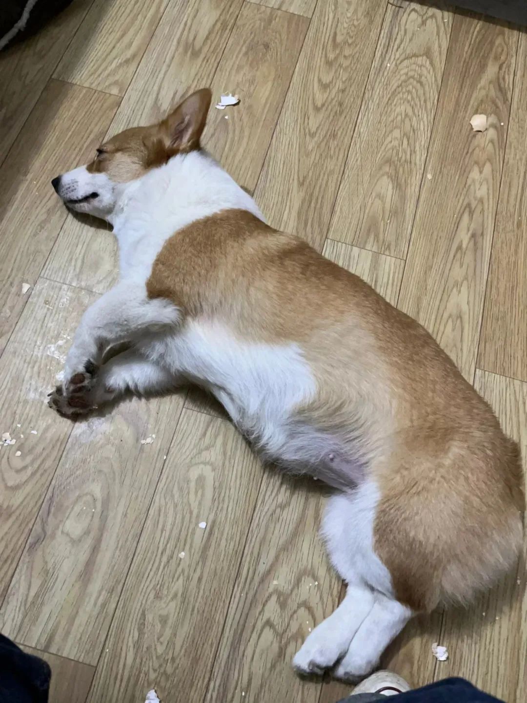 一晚上连炫16颗生鸡蛋，偷吃柯基秒变粑粑喷射“基”