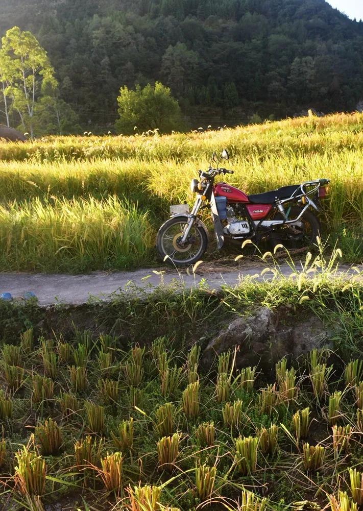 稻菽飘香各地丰收忙,稻菽飘香图片