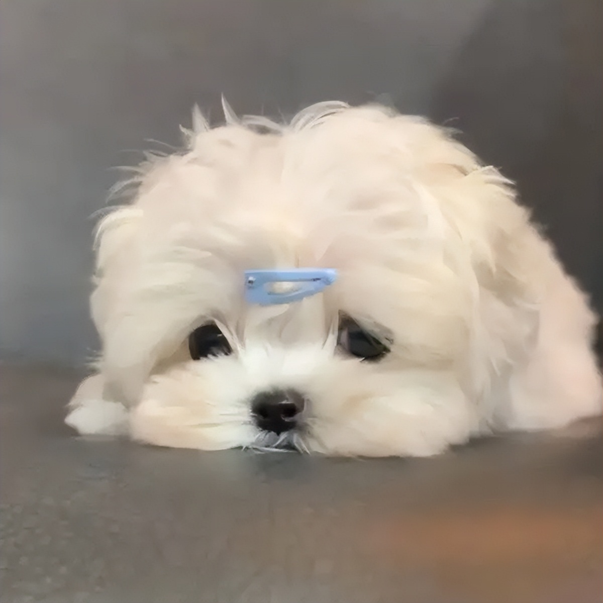 狗狗拉稀便便腥臭一定是细小吗,狗狗拉稀的常见原因及治疗方法