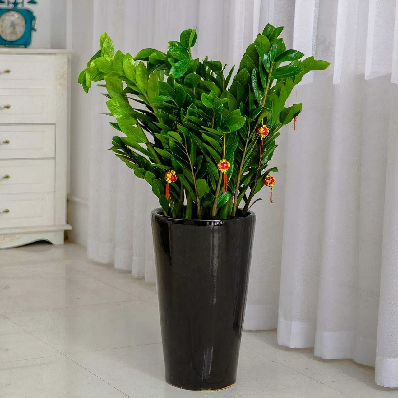 养在家里富贵花有哪些品种,盆栽富贵花怎么种植最好