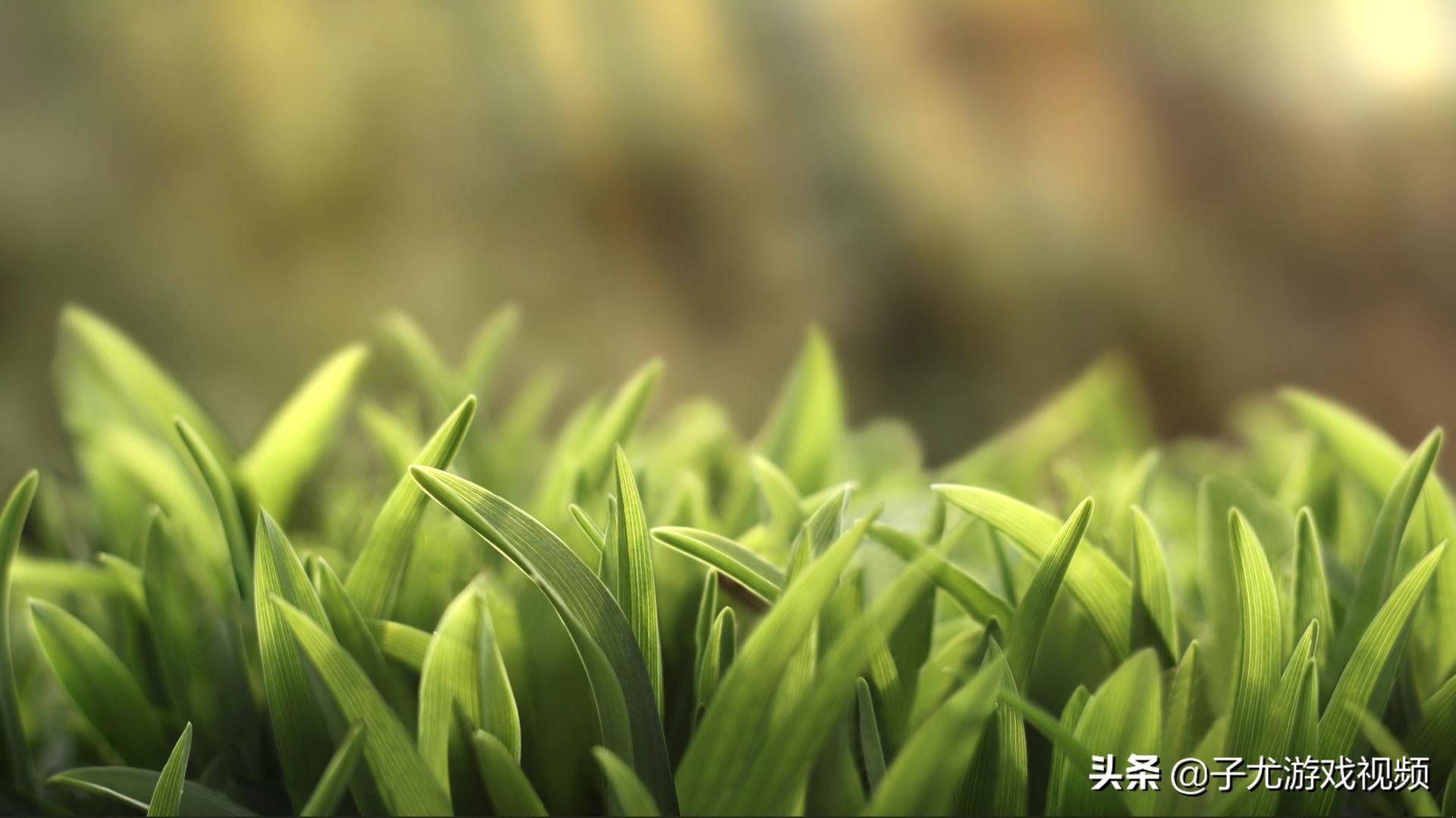 wallpaperengine手机版壁纸推荐,wallpaperengineer比较好看的壁纸