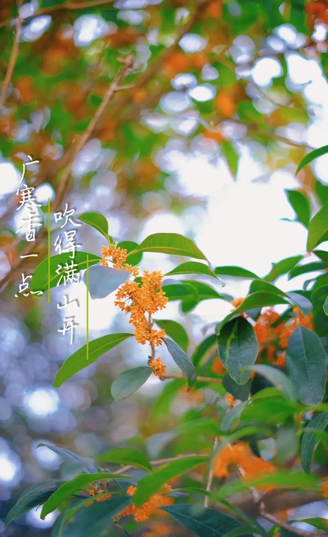 秋意渐浓，收藏十月咸宁的专属香气……