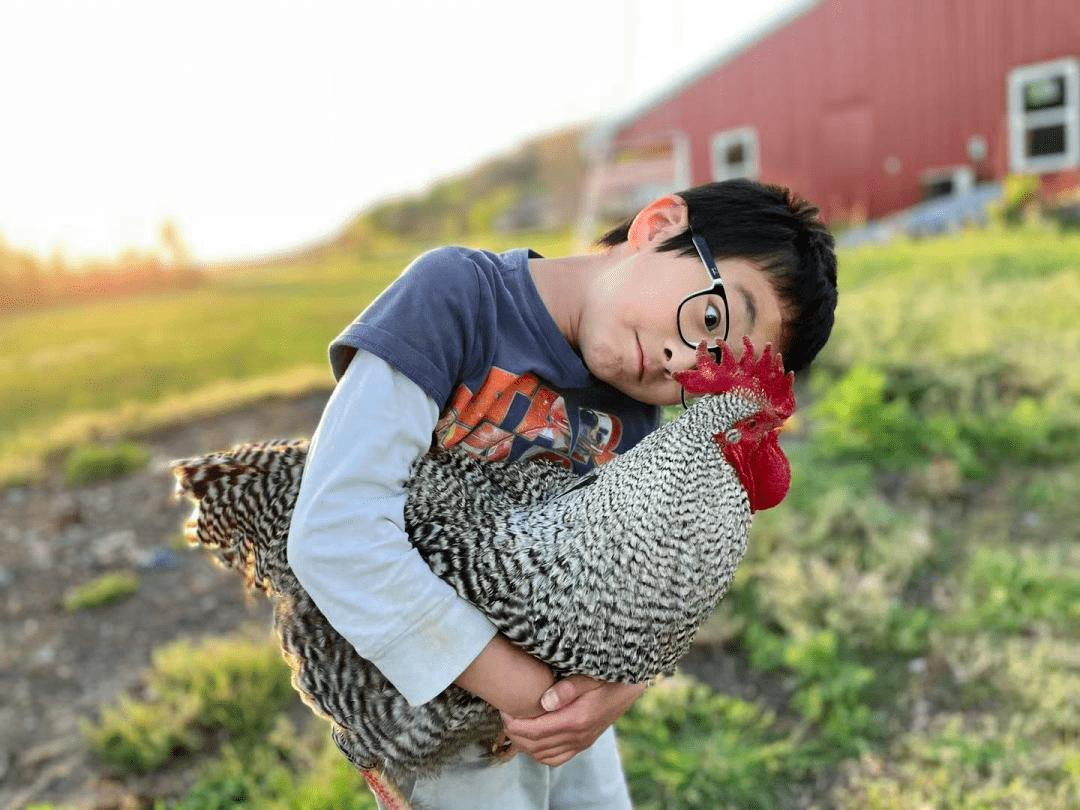 农场办抓鸡游戏3只鸡引百人追，入场费10元，“玩”出来的大财富