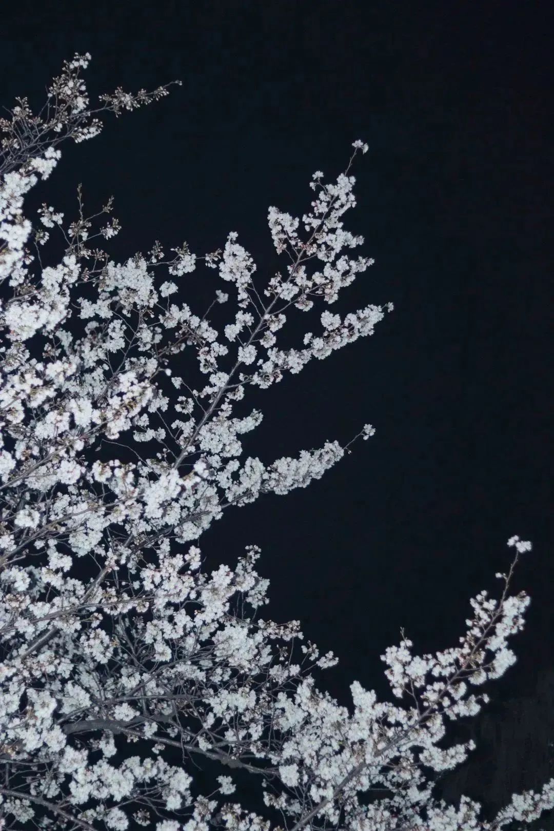 雨樱也浪漫！浙工大美美美！