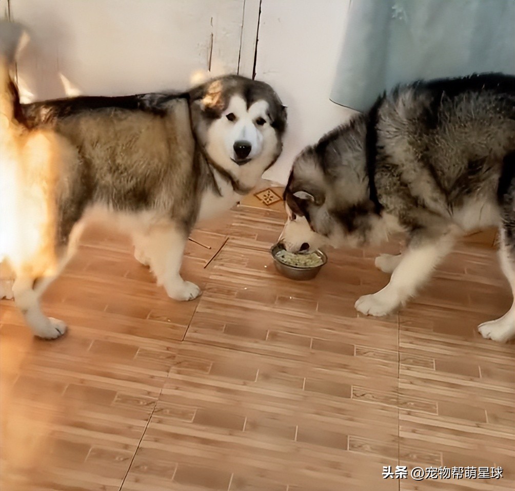 狗狗看见晒的腊肉香肠馋得直跳脚,狗子眼红主人吃肉