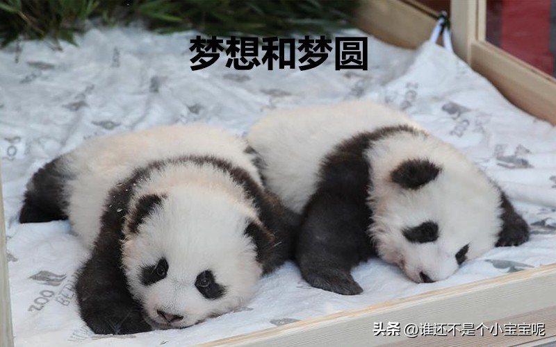 目前在国外的大熊猫有几只,大熊猫国外租借了多少只