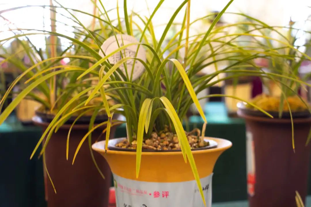 新手盆栽兰花最好选择哪些品种,适合家养的兰花品种有哪些盆栽