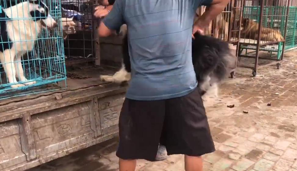 600元边牧幼犬出售,600元边牧犬出售