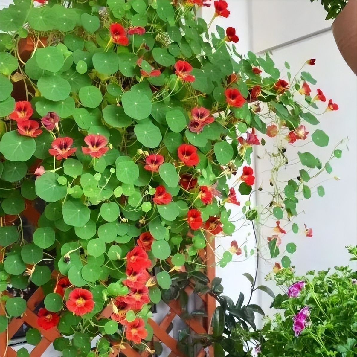 露天小阳台打造小花园效果图,卧室开放式小阳台怎么打造花园