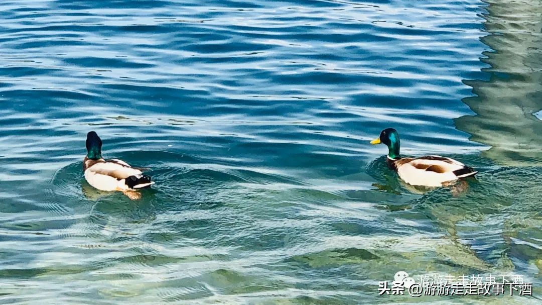 欧洲瑞士旅游线路,卢塞恩金色山口观光火车