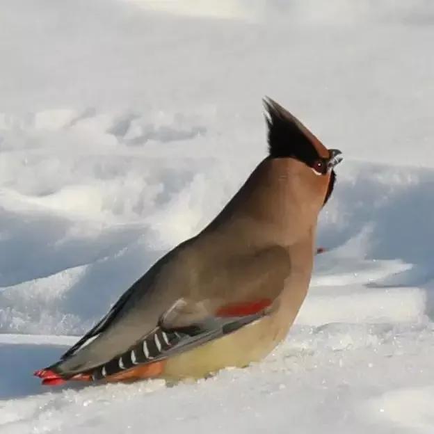 太平鸟图片素材,太平鸟图片大鸟