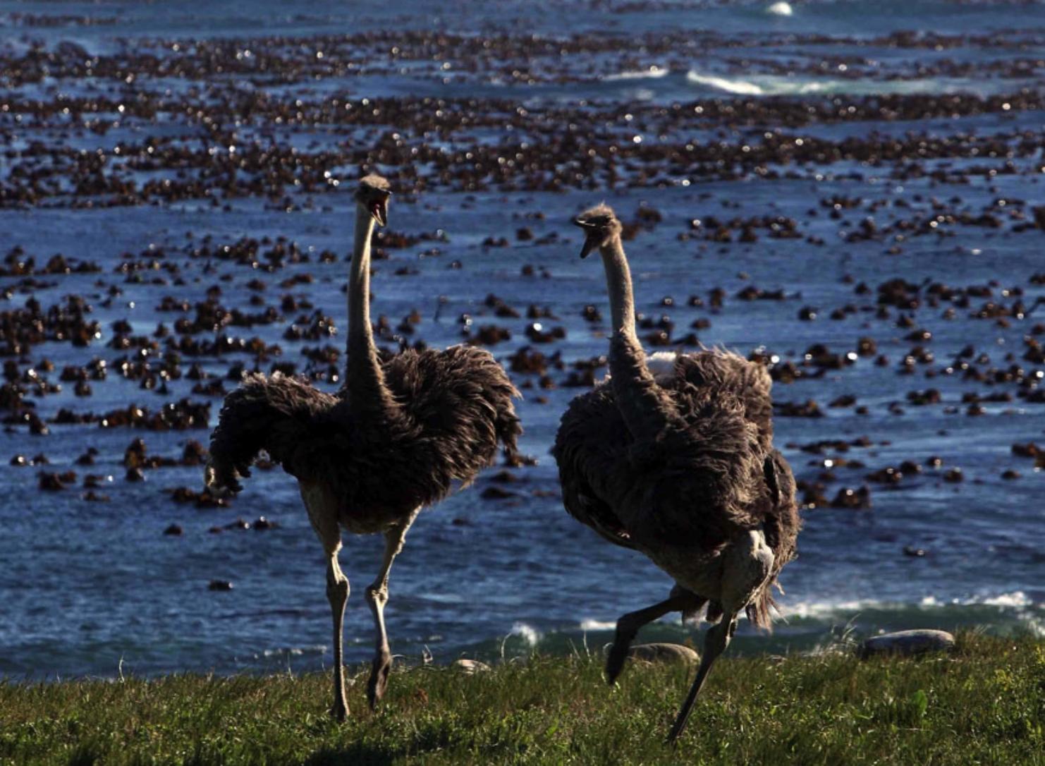 世界上最有神奇感而又美丽的地方,好望角的著名景点