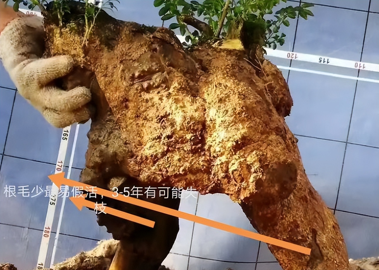 黄杨盆栽忌讳,小叶黄杨树皮有一半枯了怎么处理