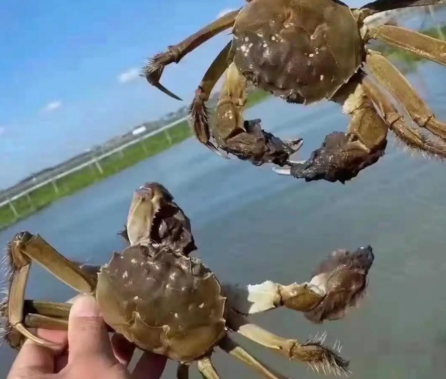 国内最好大闸蟹排名第一,大闸蟹最出名的是哪个地方