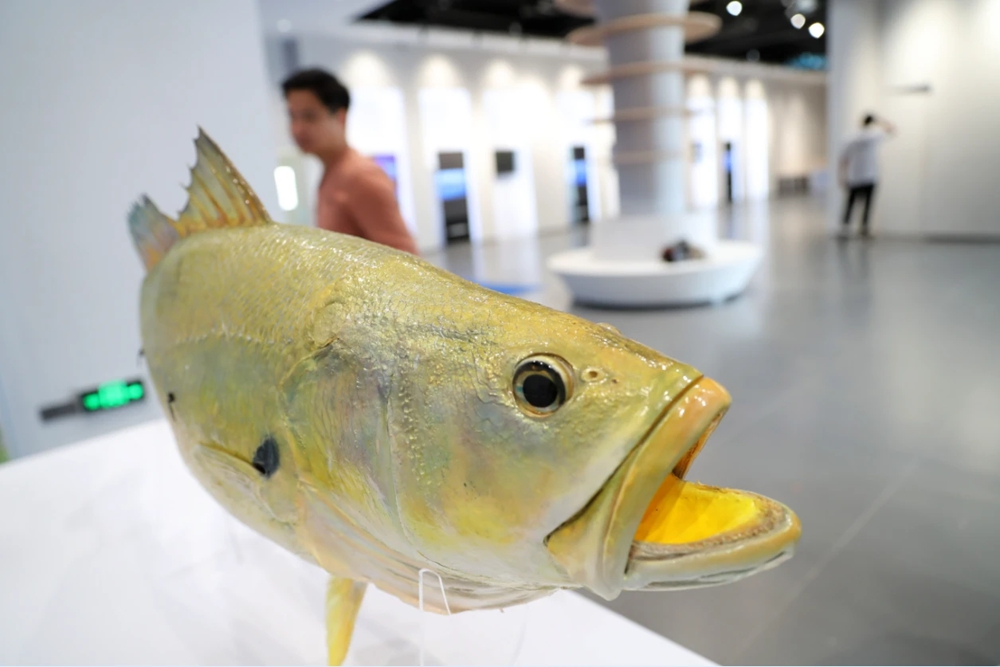 从捕鱼到牧鱼！惠州向海而兴！