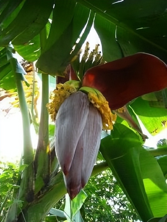 春华秋实农博园摘油桃,春华秋实农博园草莓采摘