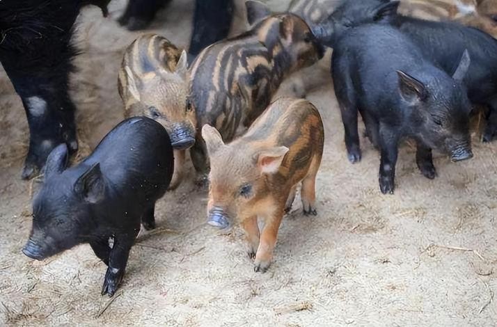 母猪生豹纹猪仔,母猪生下豹纹怪猪