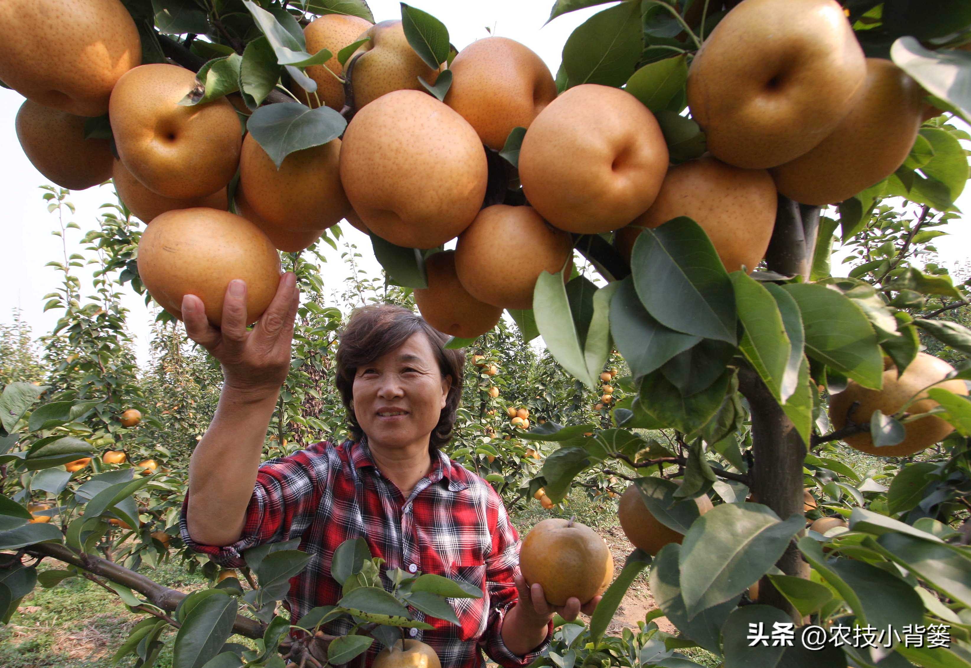 果树缺钙吃什么钙肥好,哪种肥料容易引起钙流失