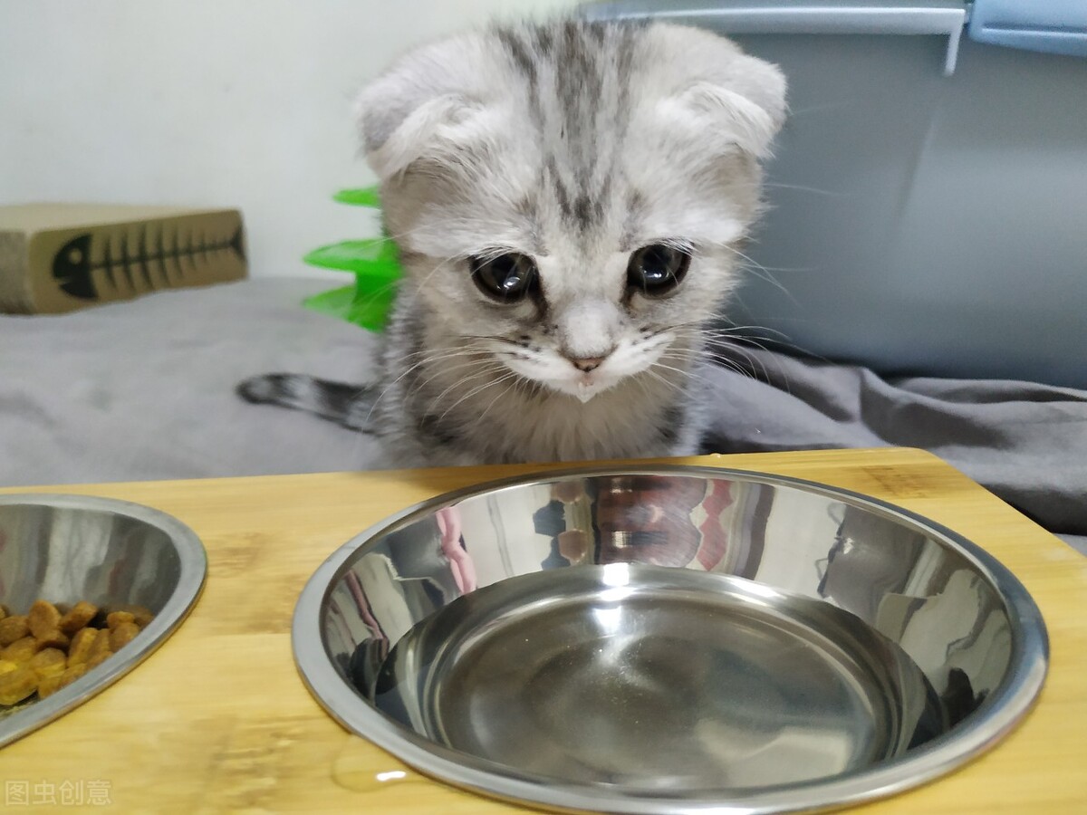 塑料碗为什么容易导致猫咪黑下巴,注意这4点猫咪告别黑下巴