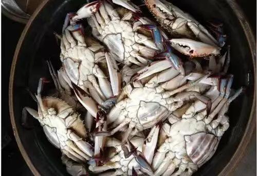 【田齐情怀】《咸螃蟹》