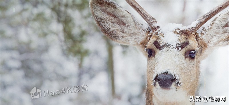 jvc78投影机测评,jvcdla-x500rbe投影机测评