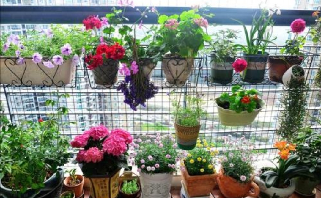 冬季养花别瞎养,冬季养花浇水的最佳时间