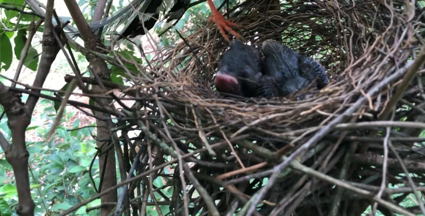 大鸟袭击人,大鸟伤人事件