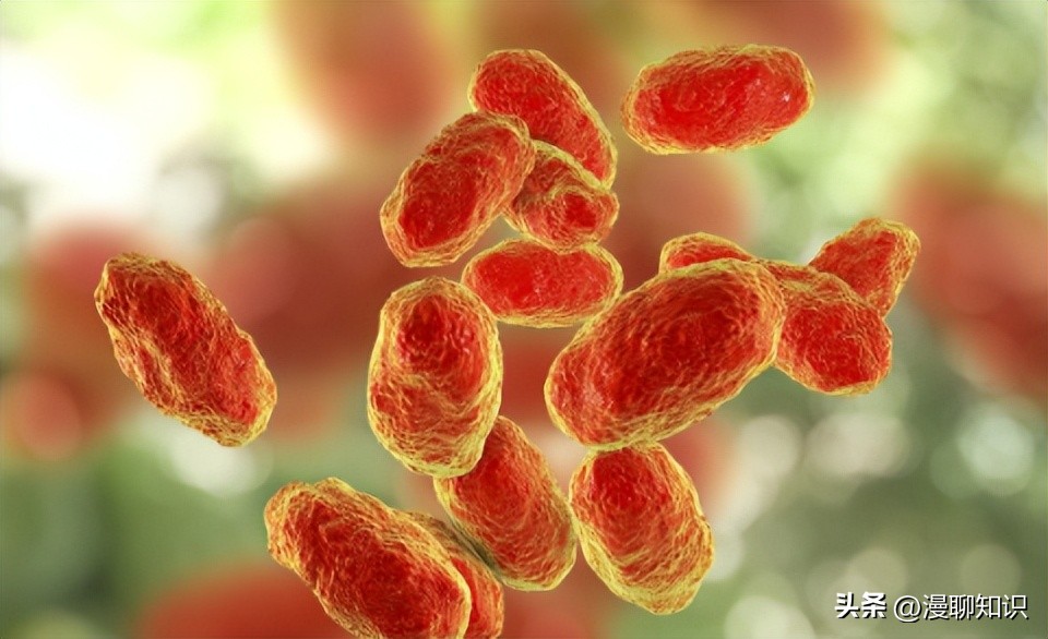 副猪嗜血杆菌是一种巴氏杆菌，其生长依赖于V因子，还有其他的吗