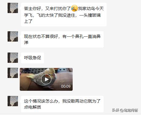 鹦鹉撞出脑震荡什么反应,牡丹鹦鹉脑震荡表现