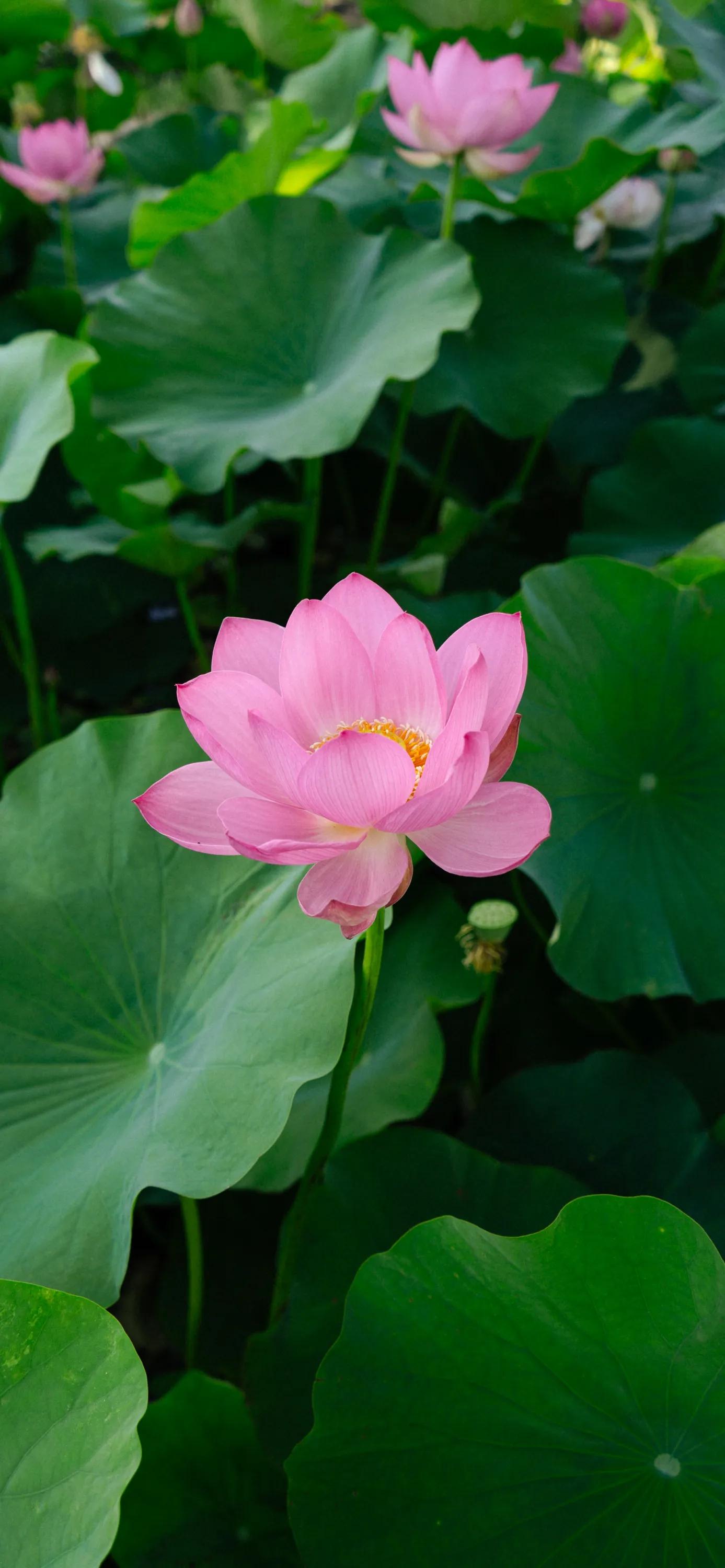 全屏荷花手机壁纸,唯美荷花手机壁纸