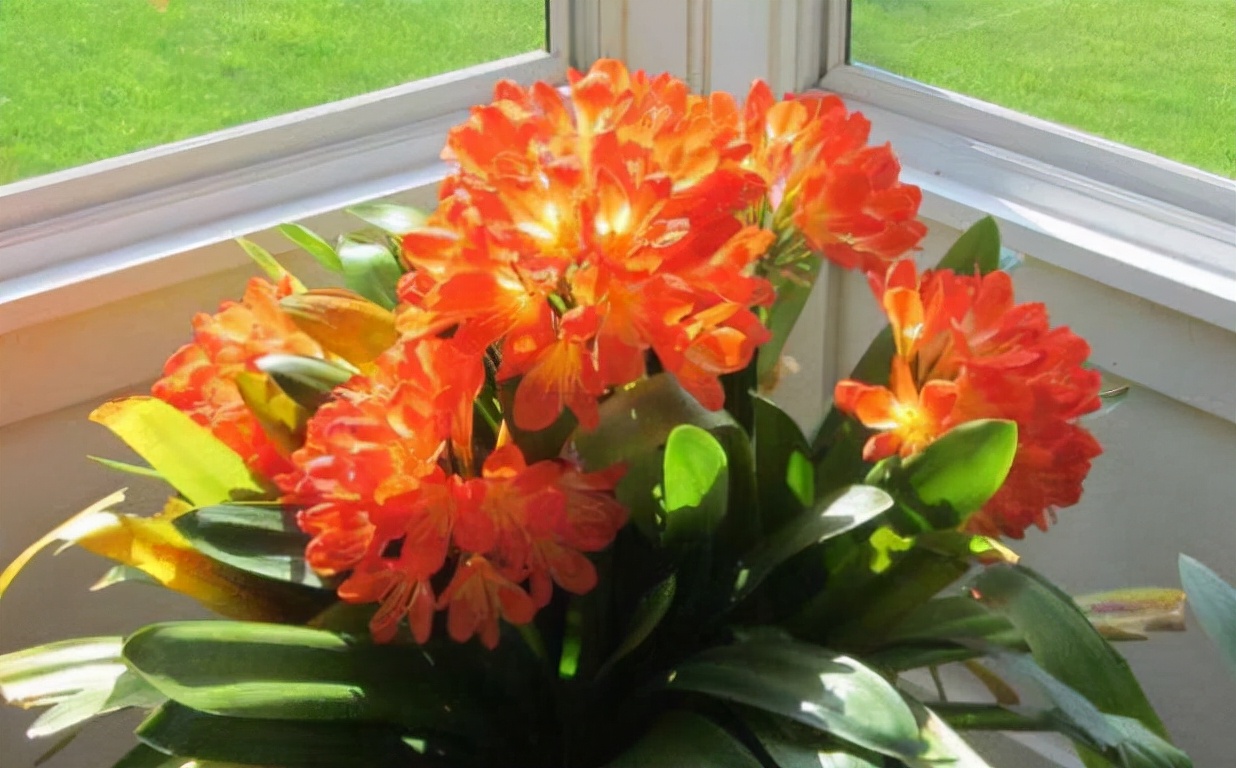 新手养护君子兰注意这三点,养君子兰避开3个误区叶大花又艳