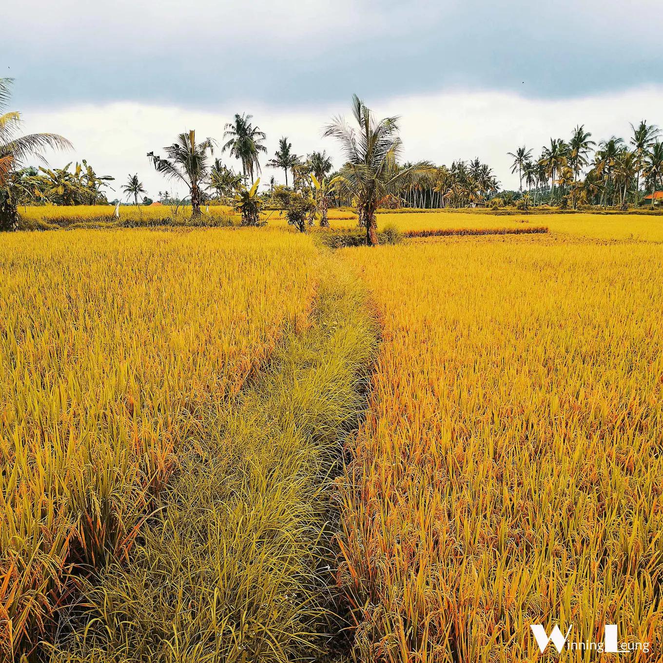 巴厘岛旅游攻略漂浮餐 (巴厘岛旅游必备食物有哪些)