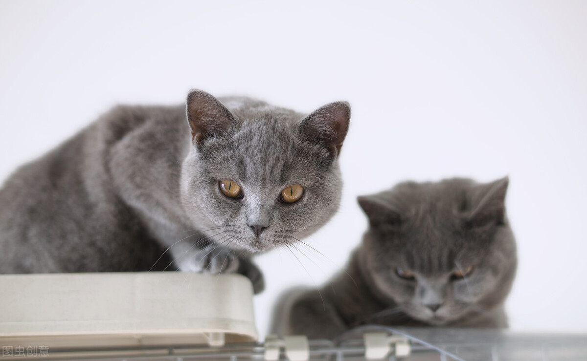 猫瘟好了还拉稀怎么回事,猫咪拉稀酸臭味就是猫瘟