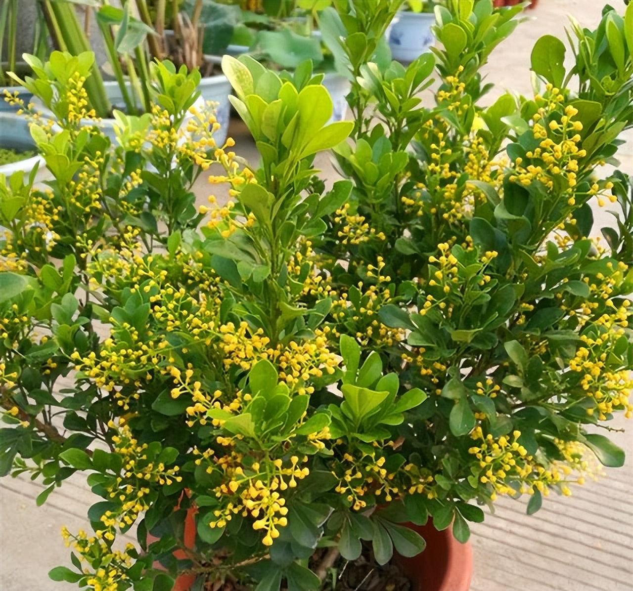 米兰花怎样养护才能开花多,米兰花的养护方法和注意事项