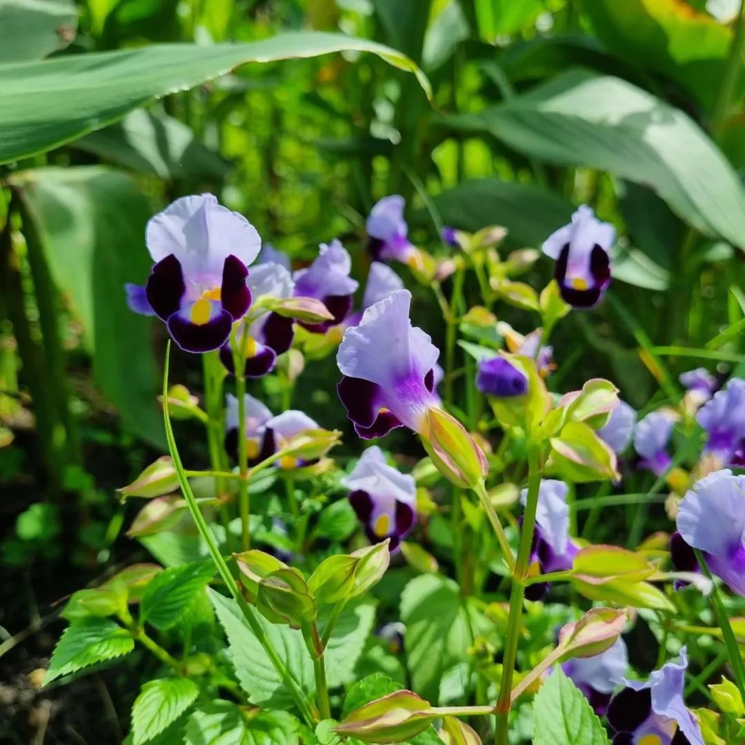 适合夏天养的7种花越晒开花越旺,夏天最能开的10种花越热越能开