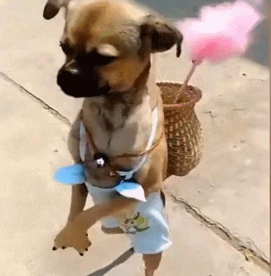 狗界中非常聪明的狗狗,狗界最忠诚和最不忠诚的狗