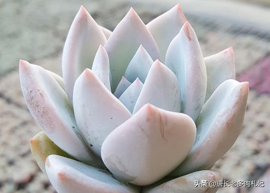 多肉嫦娥，本身是很优秀的品种，但奈何现在以冒充橙梦露为生