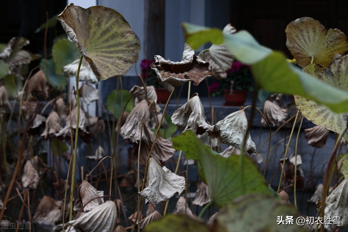 秋荷诗词10首,夏日赏荷简短唯美诗词