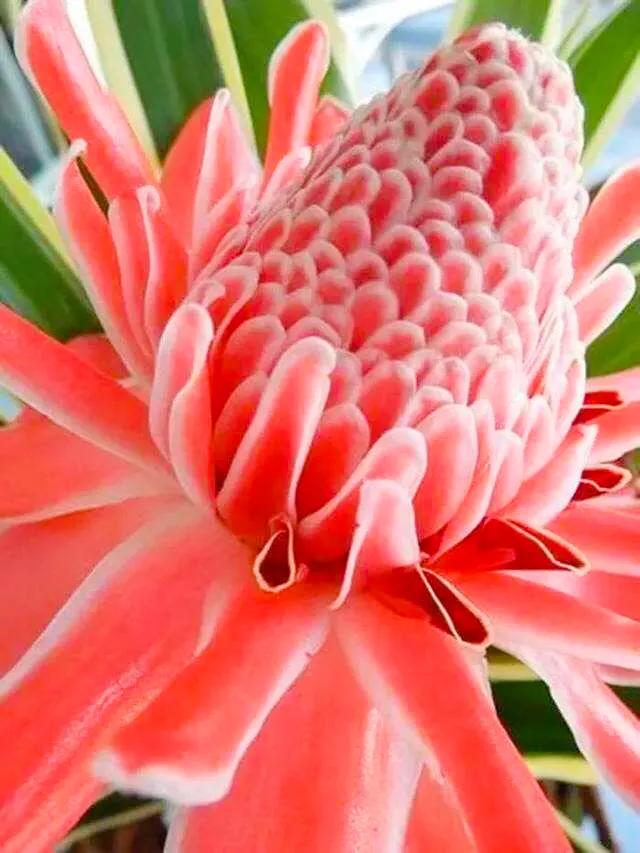 似火炬般的花朵，名字叫做火炬姜