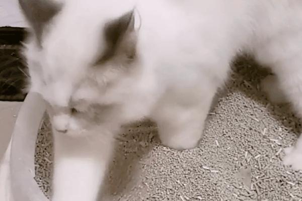 猫咪为什么上床,为什么猫咪上床还咬人