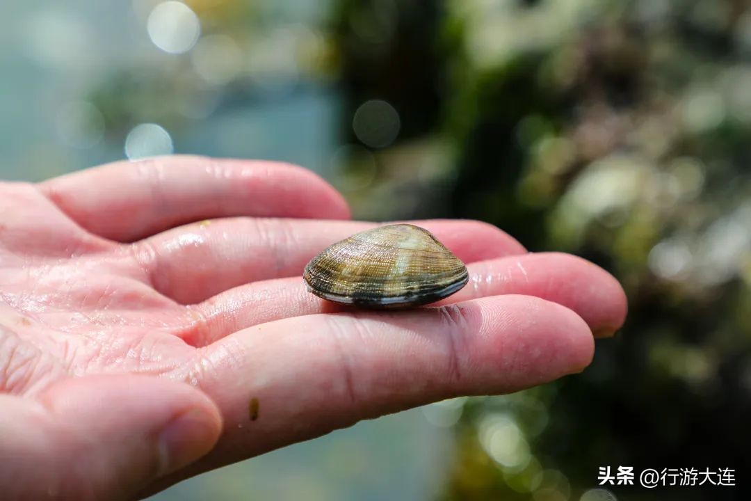 大连最全的赶海攻略,良心推荐大连赶海全攻略