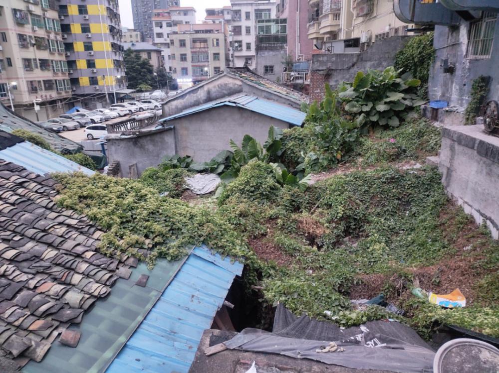 龙华鹊山旧改,上早鹊山旧改