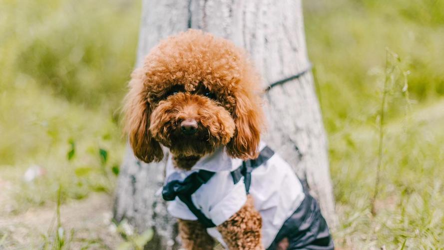 如何通过毛发辨别泰迪的年龄,各种颜色的泰迪性格