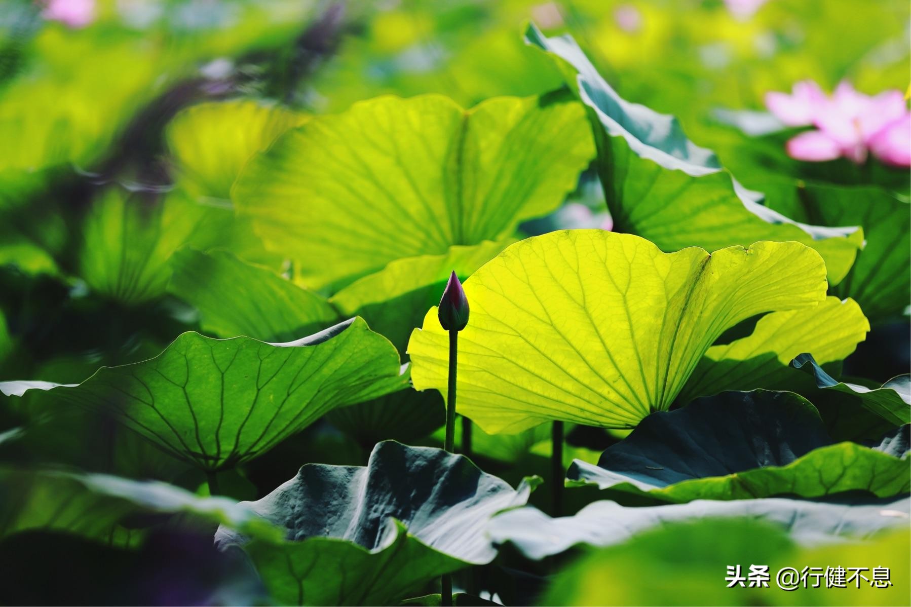 门对寒流雪满山的翻译,门对寒流雪满山