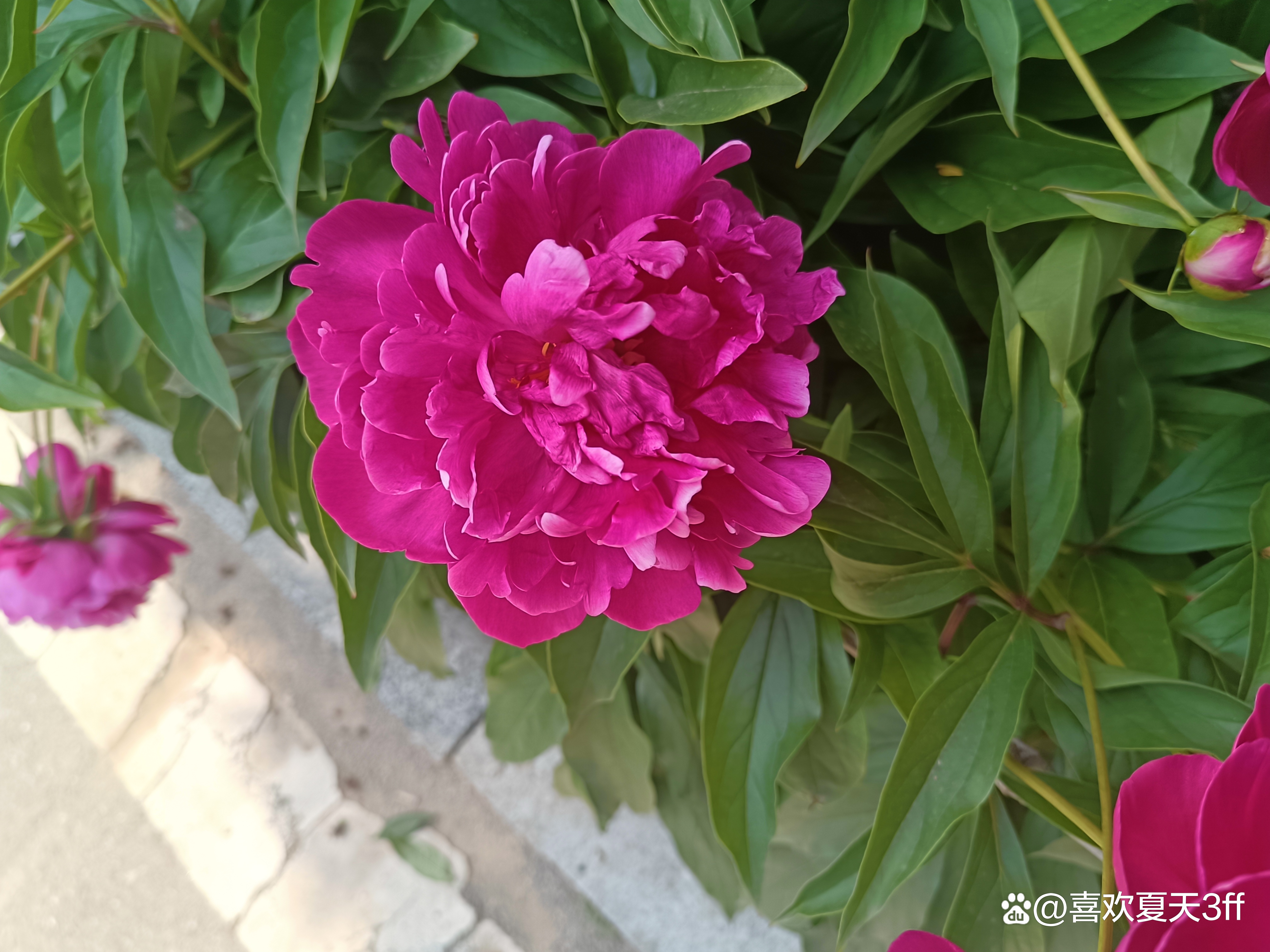 我的拍花日记之十一