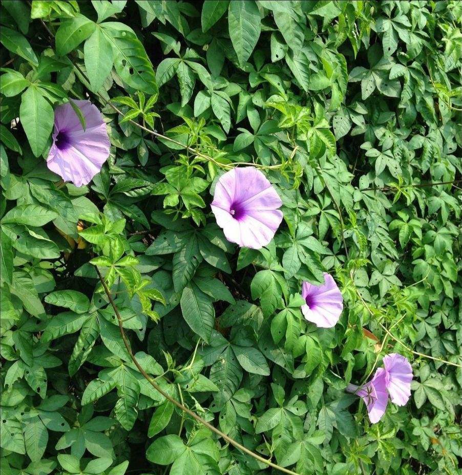 清明期间开的野花有哪些,清明节野花