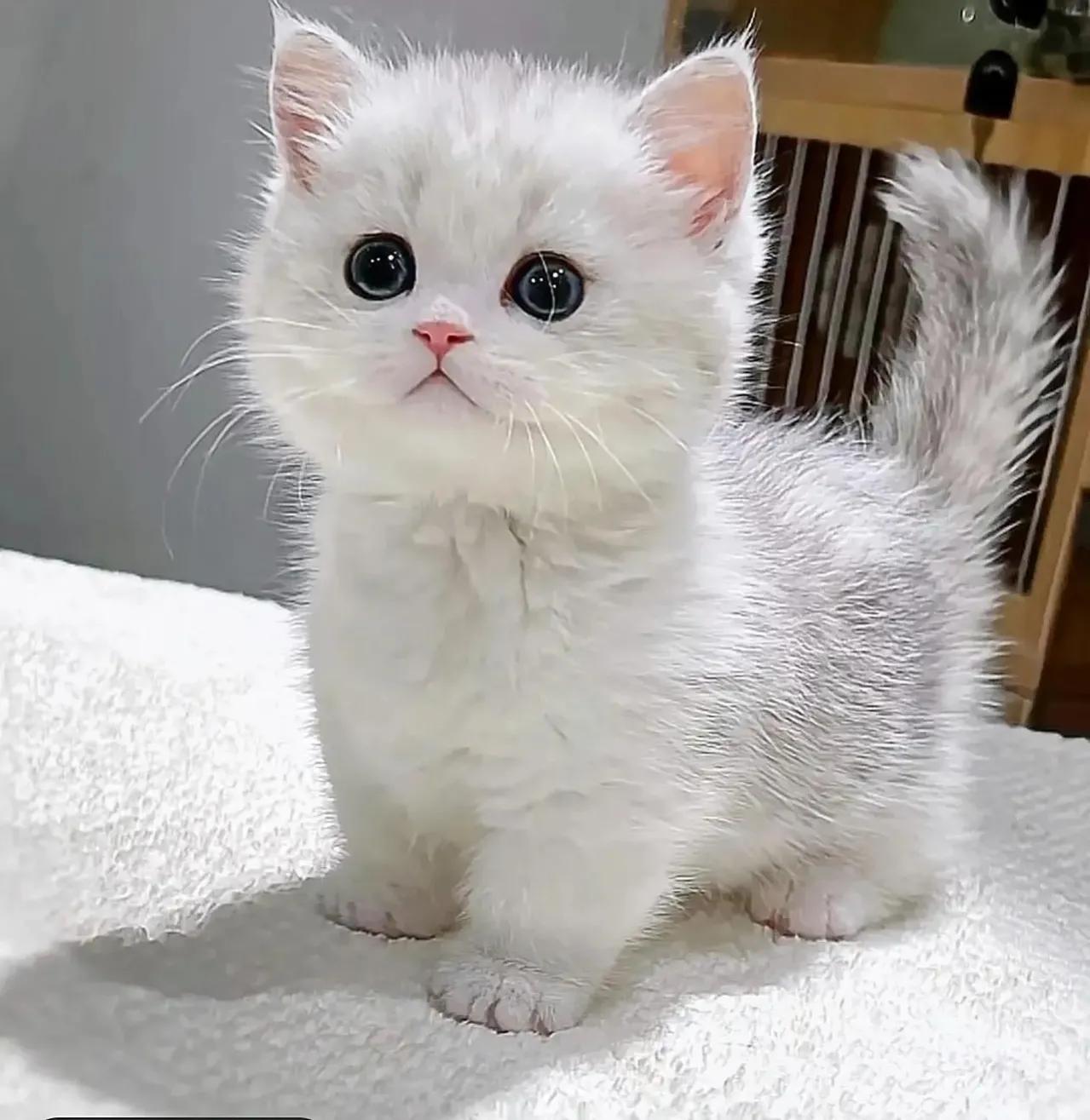 猫咪宝贝歌词,猫咪宝贝dj加长版迪厅