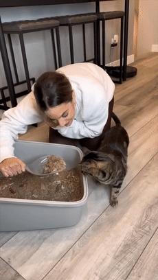 猫咪疯狂的吃猫砂,猫咪吃的猫砂是怎么做的